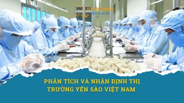 Phân tích nhận định thị trường yến sào hiện nay