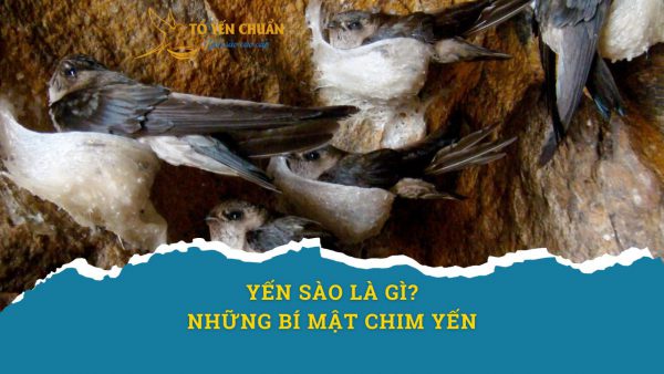 Yến sào là gì? Những bí mật chim yến